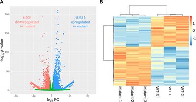 Transcriptomic analysis for the gamma-ray-induced sweetpotato mutants with altered stem growth pattern